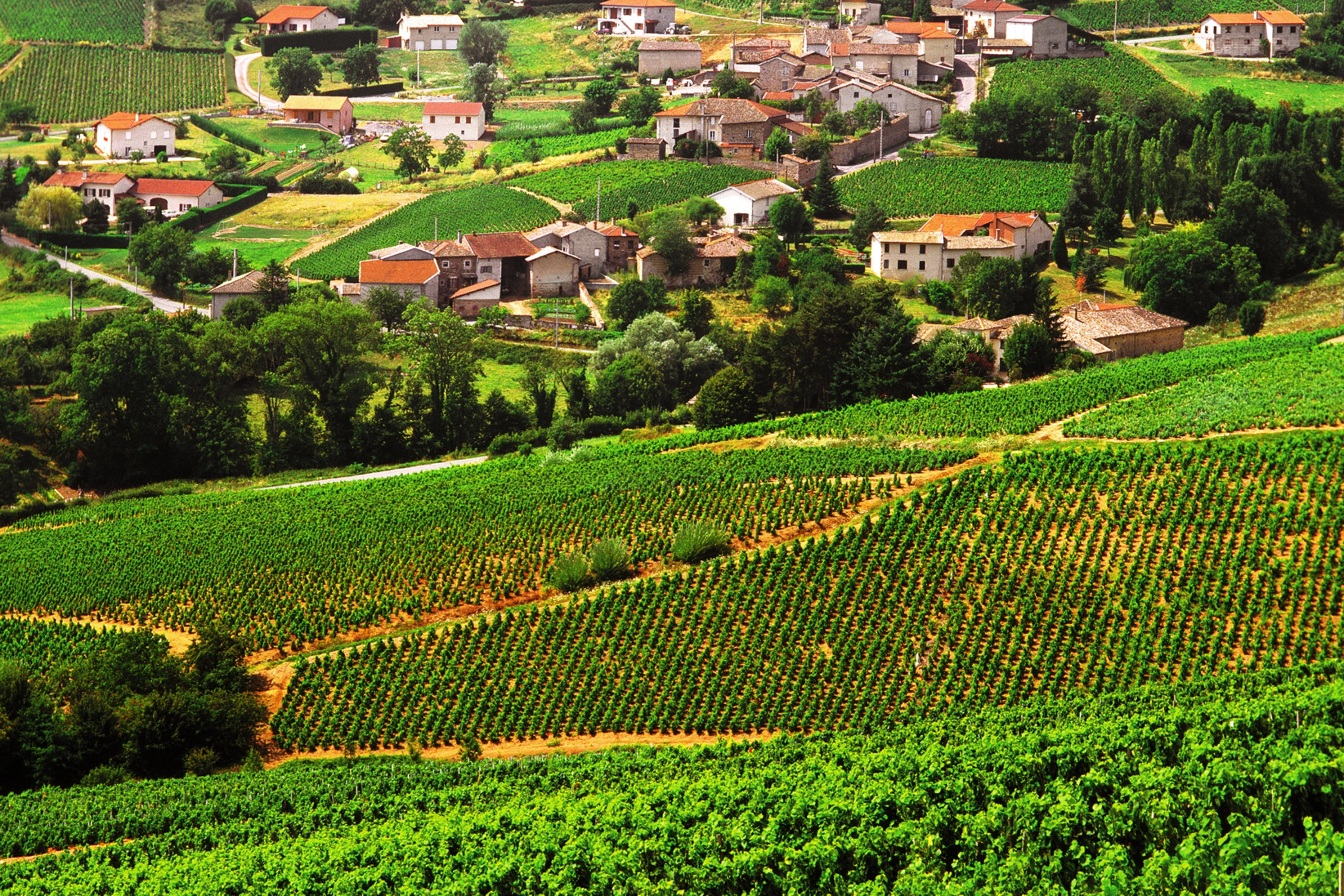 Beaujolais[1].webp